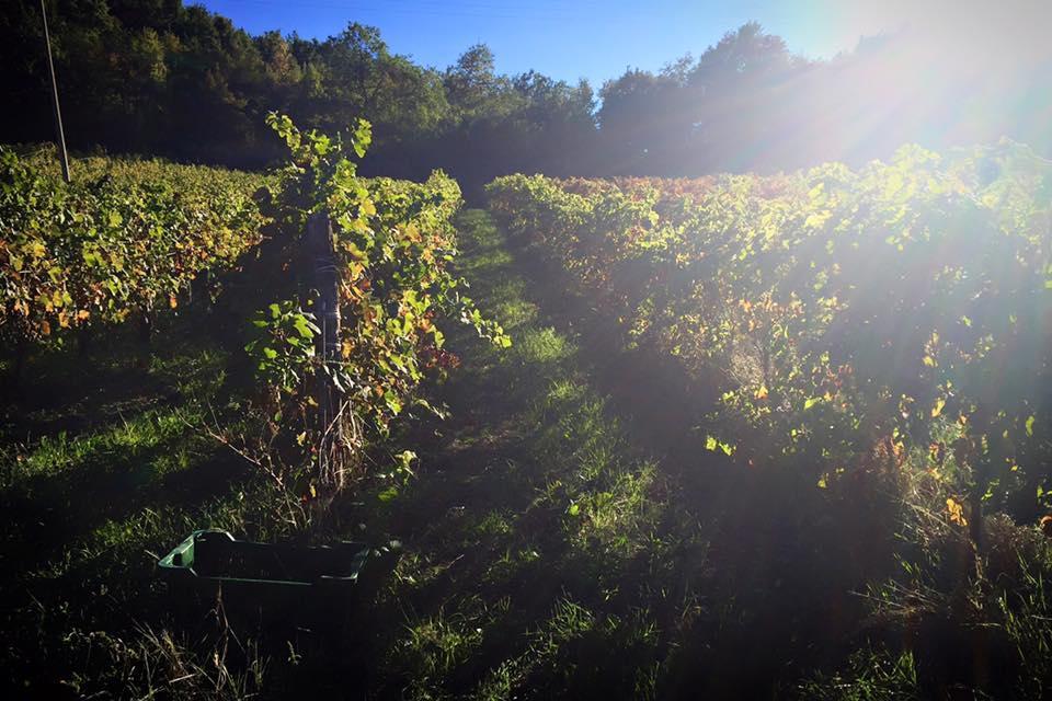 Agriturismo Monastero Di San Biagio Nocera Umbra Luaran gambar